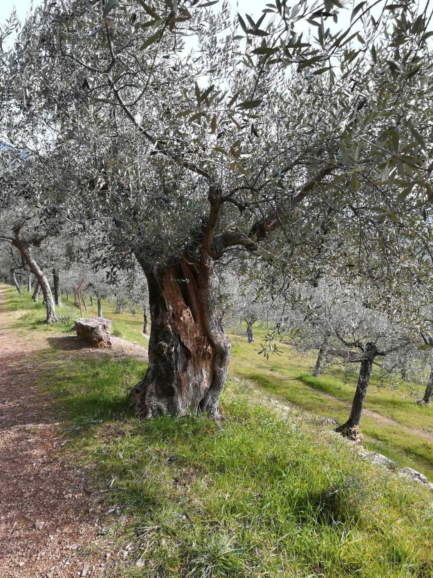 Antico Gioiello Umbro , Appartamento Con Terrazza Foligno Bagian luar foto